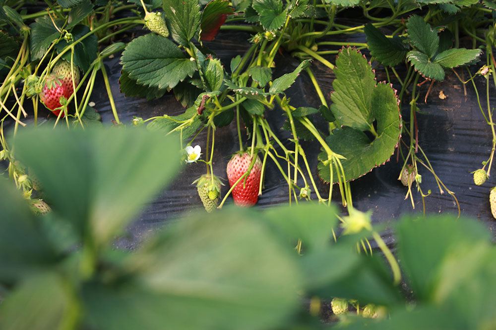亿诚建设三八妇女节摘草莓