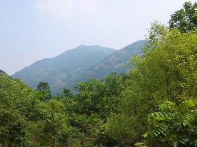 十年树木 十年树木