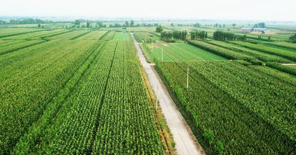 十三五农业新发展 十三五农业新发展